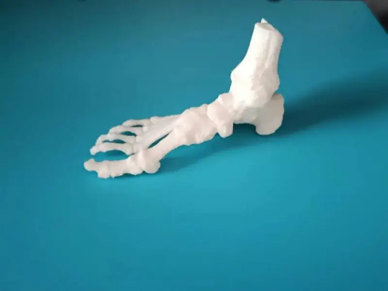Modelo Anatomico de Pie