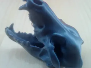 Wolf Skull