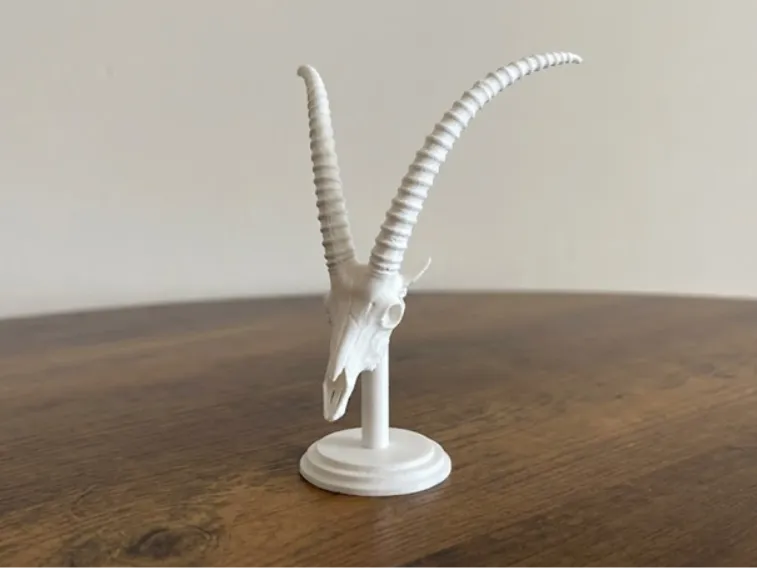 Ibex Skull with Horns on Stand - Decorative Model