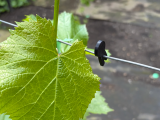 Clip Vigne-0