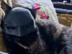 BatCat