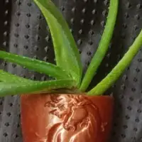 Wall Plant Pots Collection-2