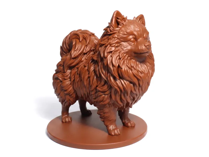 Pomeranian Dog