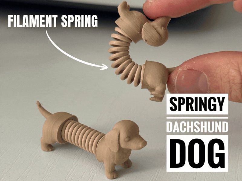 Springy dachshund dog