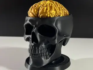Brain Skull