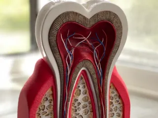 base+and+tooth