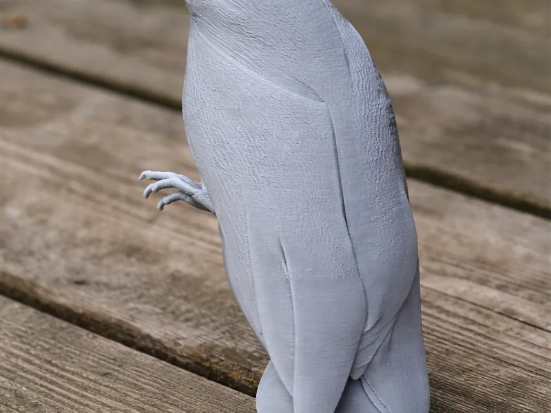 Caprimulgo barrato