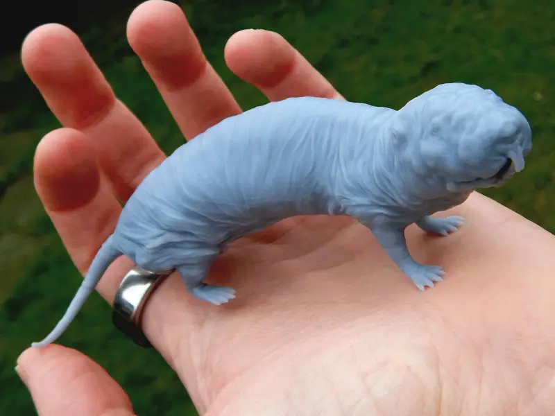 Naked Mole Rat
