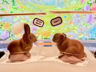 RABBITS "MY ASS HURTS! - WHAT ?