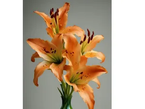 Orange Lilies in a Swirl Vase