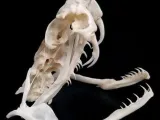 snake skull-0