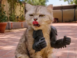 Batman Cat Arms