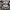 Meshy_AI_Sensei Raccoon_1789021877_generate