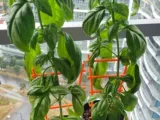 Mini Enrejado para Plantas / Mini Plant Trellis-0