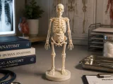 Anatomical Skeleton Figure – Human Anatomy Decor-0
