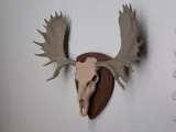 MOOSE TROPHY HUNTING-0