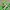 Shenlong Articulado Flexi