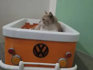 bed car kombi