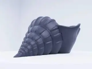 Shell - Natural Coastal Decorative Piece