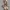 TATTOOED FEMALE NUDE BUST