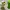 Minecraft Figurines