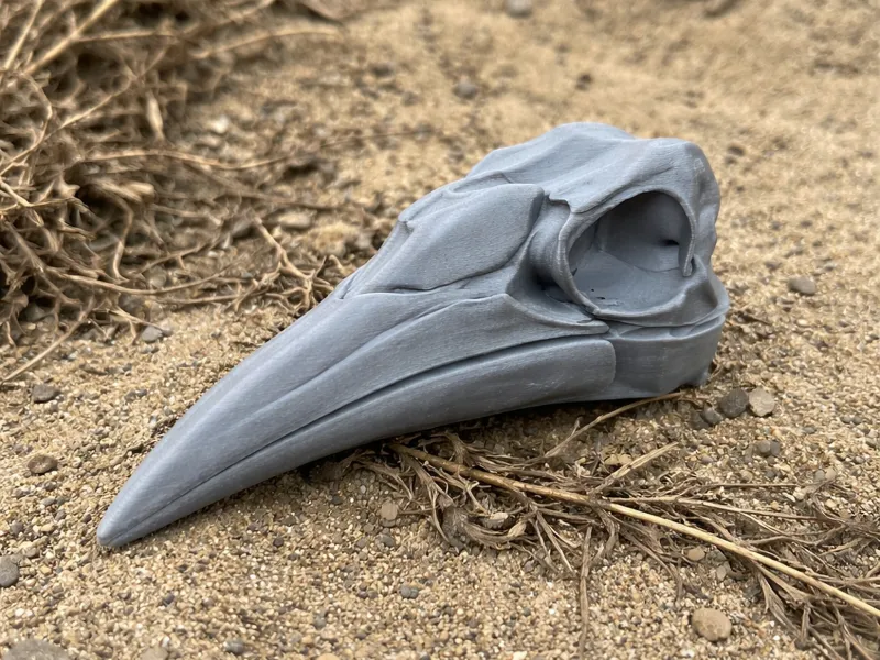 Ground Hornbill Skull