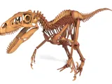 Utahraptor Skeleton – Highly Detailed Prehistoric Dinosaur 3-0