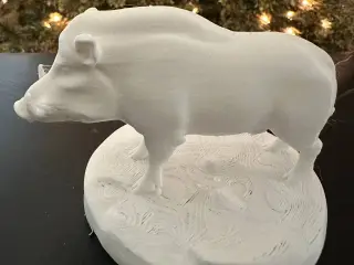 Wild Boar 1