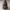pumpkin_gnome