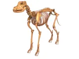 Dog Skeleton – Realistic Anatomical Animal 3D Model-0