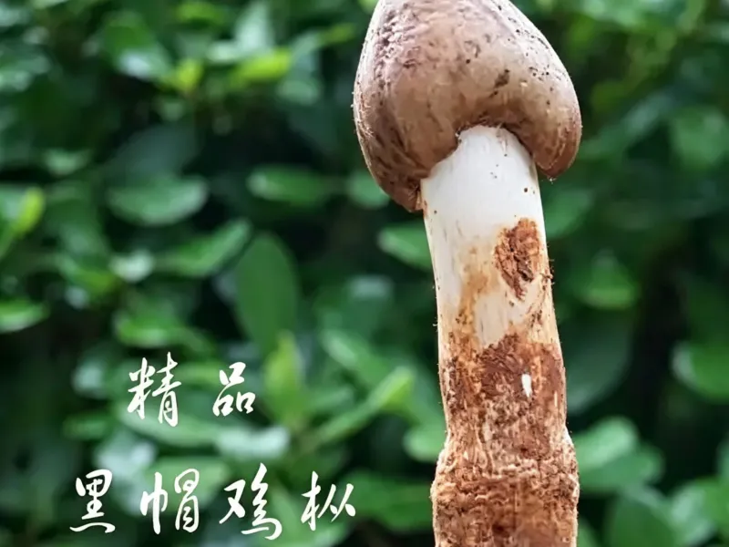中医穴位按摩棒·鸡枞造型·云南民俗特色饮食-菜品展示，手办，摆件
