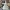 Ozean-Eleganz: Filigraner Seestern auf Korallenriff