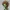 3979 Color 3D Model of Beautiful Gorgon with Snake Hair STL