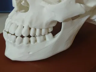 Anatomical Human Skull - Multi-Part Print with Base