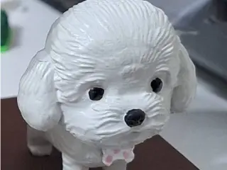 Cute poodle