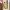 Wanddekoration - Psyduck (CFS/NO CFS)