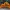 Flexi Jack o Lantern Septopus Halloween 3D Pumpkin