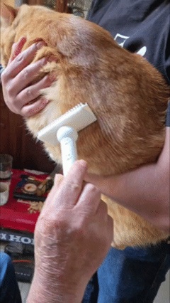 Spazzola modulare per gatti a forma di zampa (testa sostituibile)