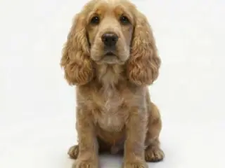 Cartoonished Cocker Spaniel Dog