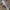 Cacique cu coadă bandată