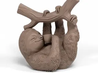 Sloth monkey