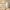 Eternal Lines Urn – Labrador Retriever