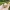 Cute Bunny in Basket Clicker