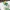 Bellsprout – Pokémon Mechanische Tastenkappe