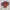 Logo New York Knicks
