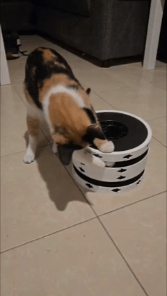 Stackable Spool Cat Toy II (Fish Edition)