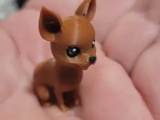 Cute little chihuahua