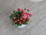 Self-watering ladybug-0