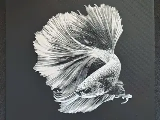 Betta fish II.