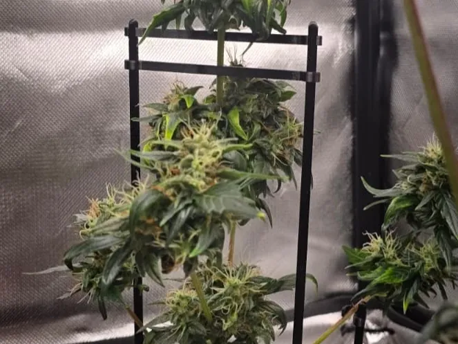 Plant Support - Pflanzenstütze